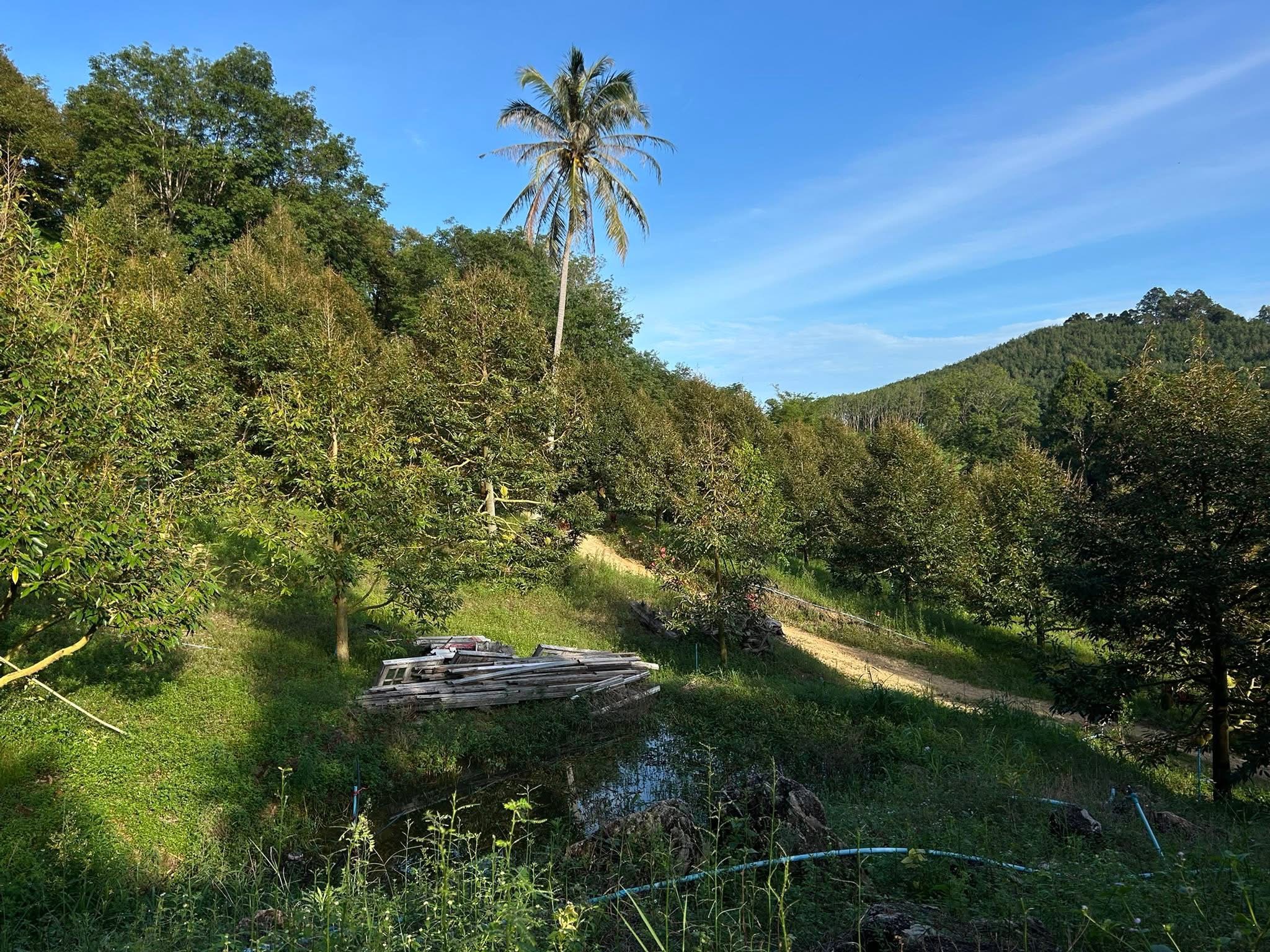 Durian Farm Oasis